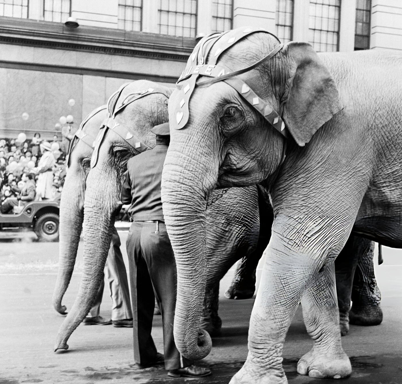 A Group Of Elephants Pass By During The 1954 Macy'S Thanksgiving Day Parade, 1954.