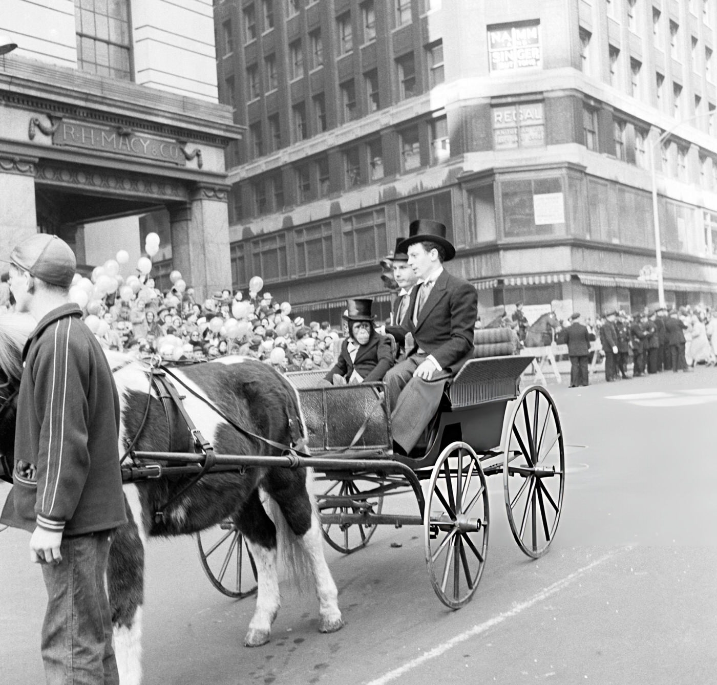 A Horse And Carriage Carrying A Chimpanzee During The 1954 Macy'S Thanksgiving Day Parade, 1954.