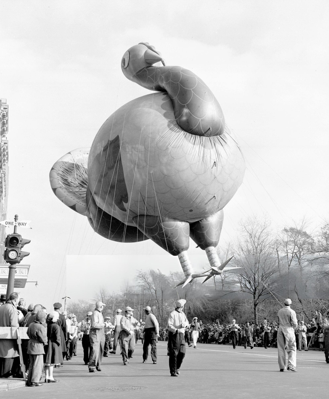 Macy'S Parade Proceeds In Bright Thanksgiving Weather, With Hopalong Cassidy Present And A Turkey Balloon, 1951.