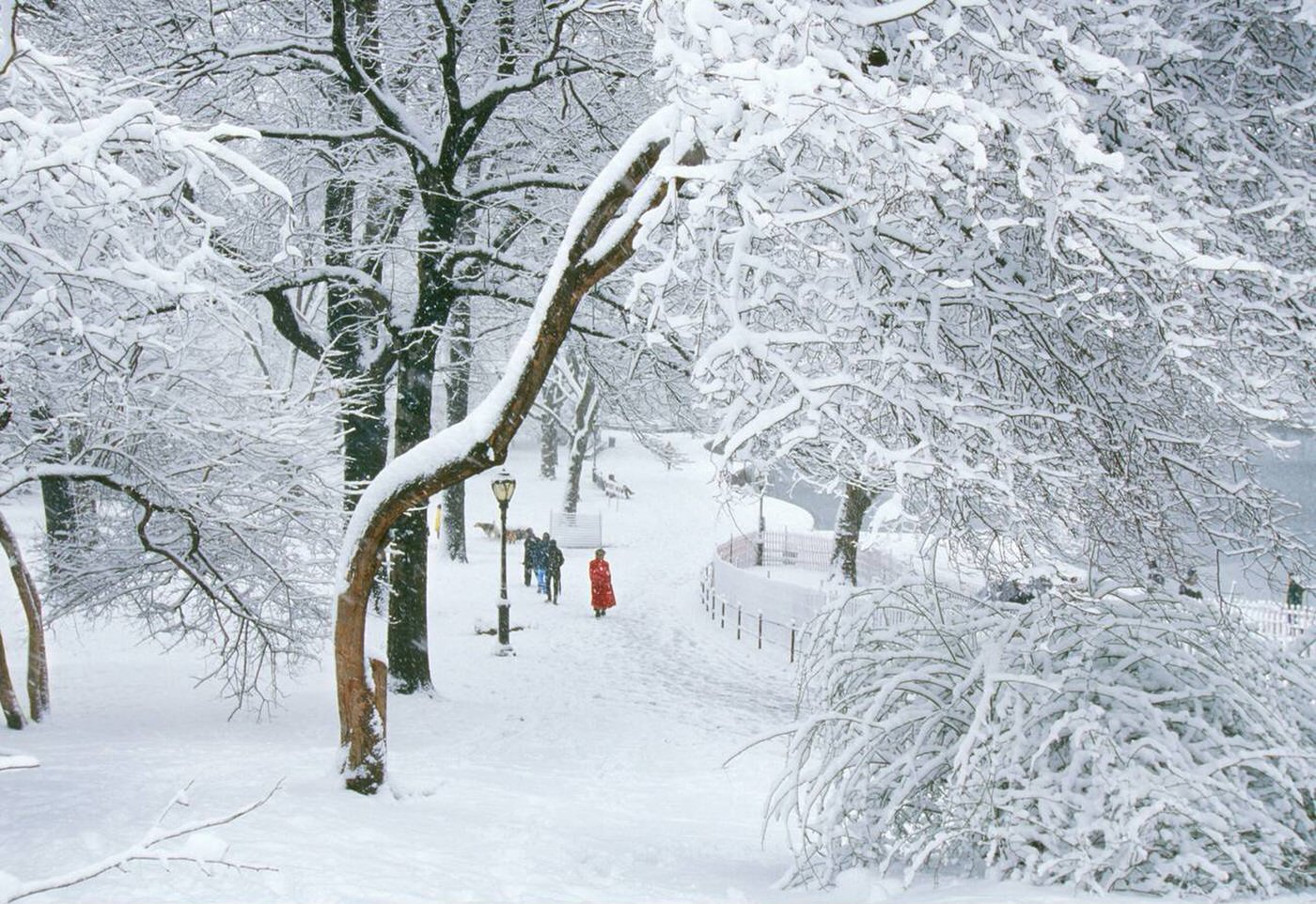 Snowstorm In Central Park, 2006.