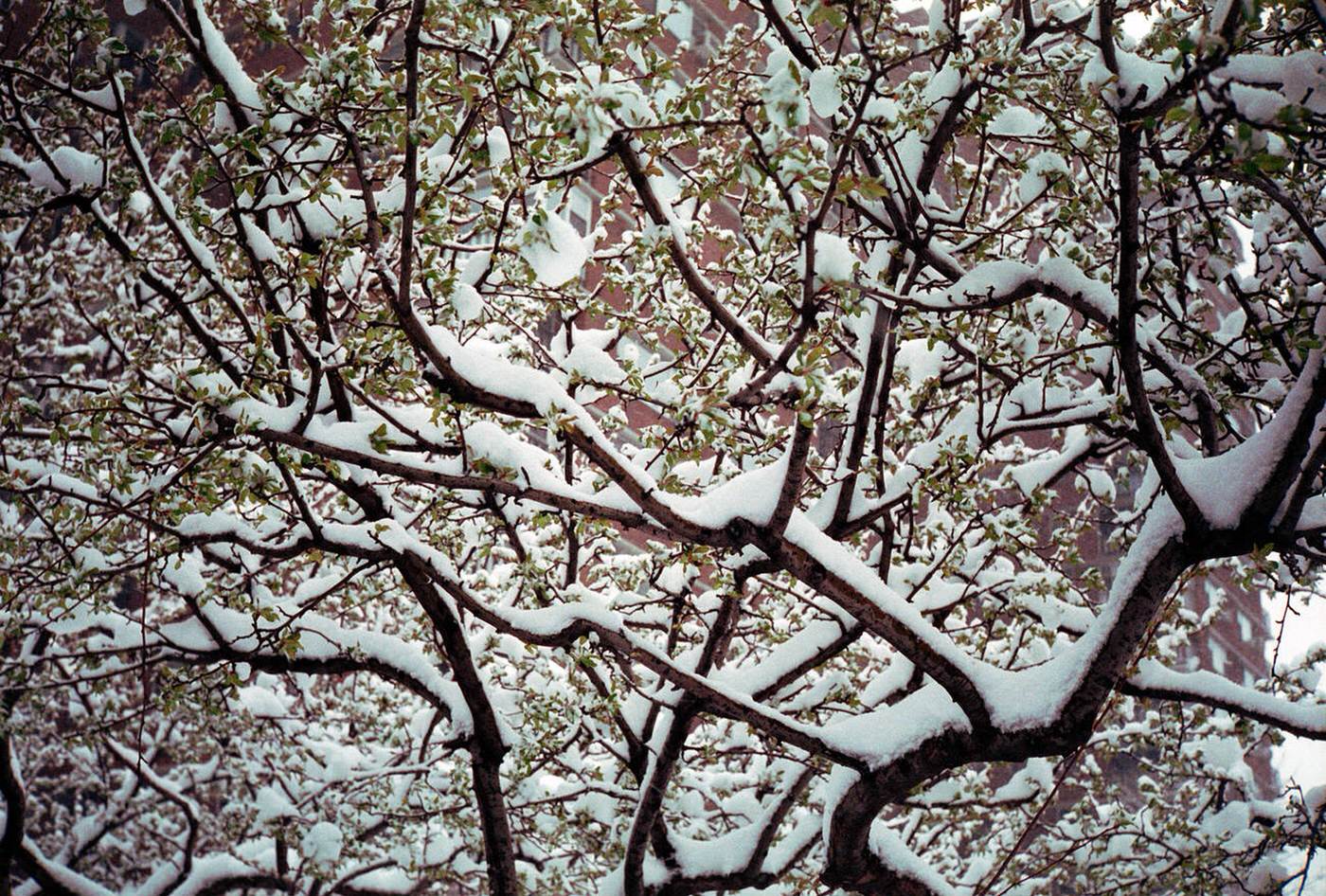 Tree Covered With Snow During A Spring Snowstorm, 2003.