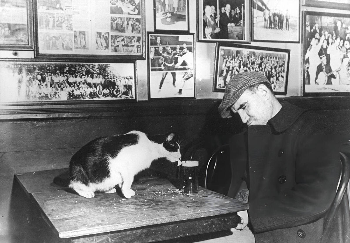 Patron Asleep At A Table While A Cat Drinks His Beer At Sammy'S Bowery Follies, New York, 1944.