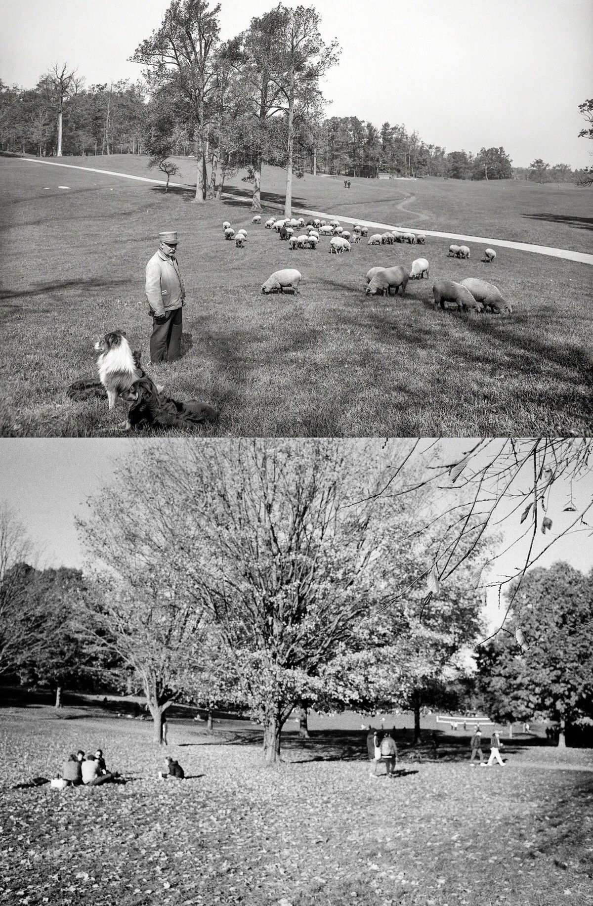 Prospect Park, Brooklyn, 1905–2020.