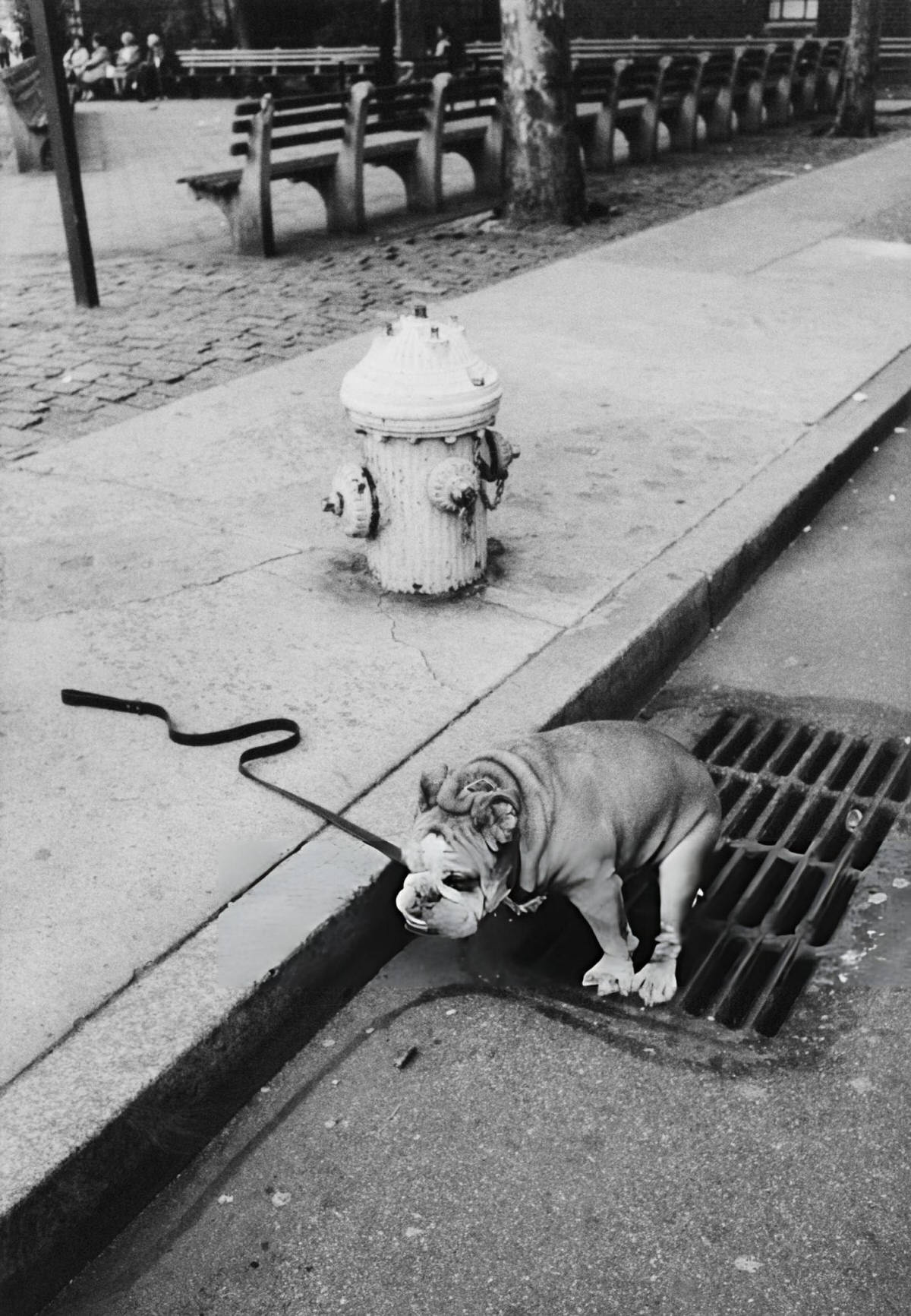 Dog In Greenwich Village, 1986.