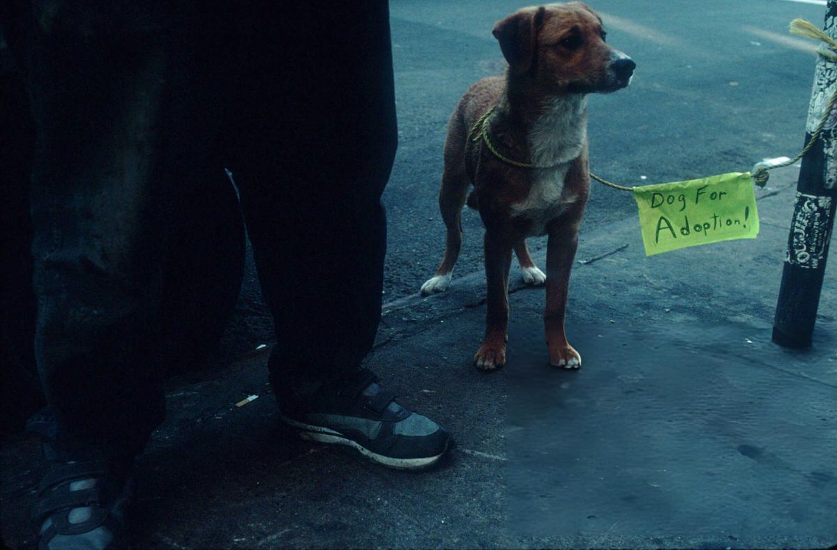 Dog Up For Adoption In The East Village, 1998.