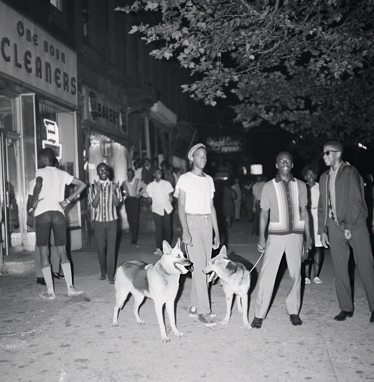 Young Men With Police Dogs During The Harlem Riots, 1964.