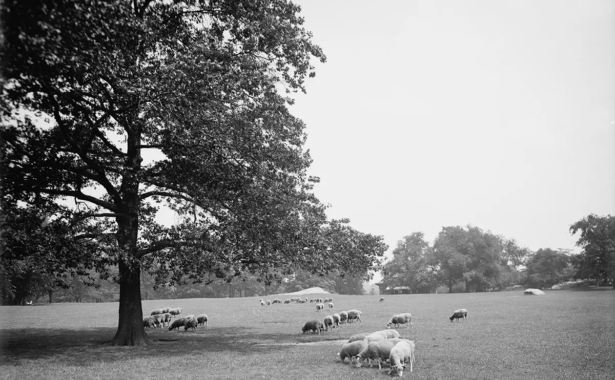 Central Park'S Sheep Meadow, Early 1900S.