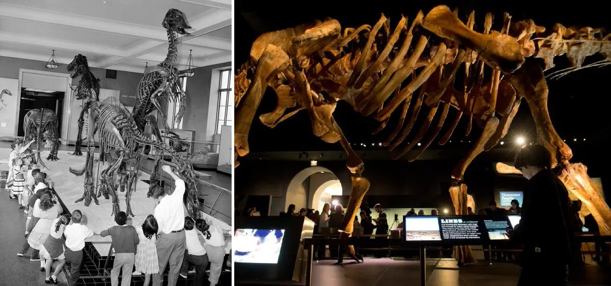 The American Museum Of Natural History. 1956 Vs 2016