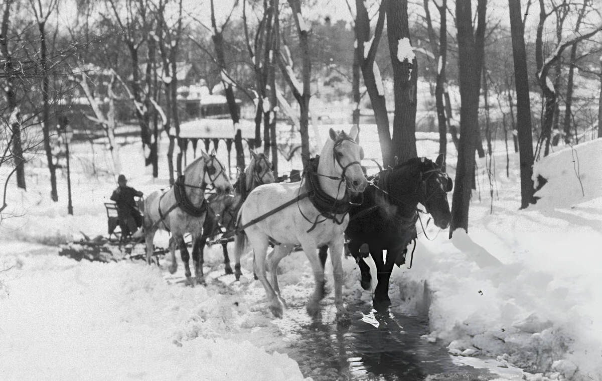 Man Driving A Four-Horse Sleigh Up A Trail In Central Park, New York, 1897.