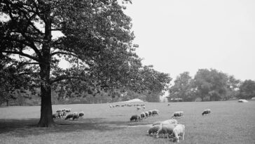 New York City Farmland