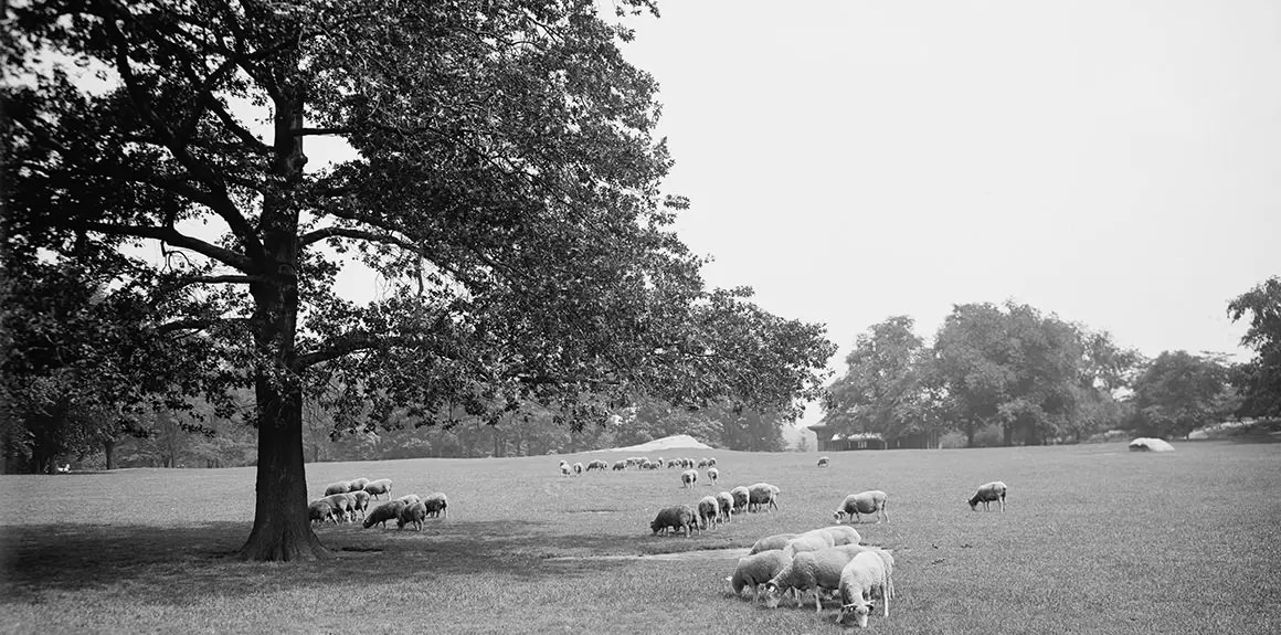 New York City Farmland